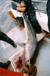 Mike Steer's superb 140lb Porbeagle Shark, the club's heaviest fish of the 2004 season