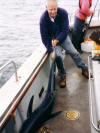 Greg Laycock struggling with the tail of his 80lb blue shark