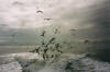 The ever present seagulls forming their part in the food chain