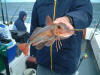 Close up of Greg's beautiful Tub Gurnard