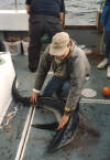 James Phillips with his 57lb Blue Shark